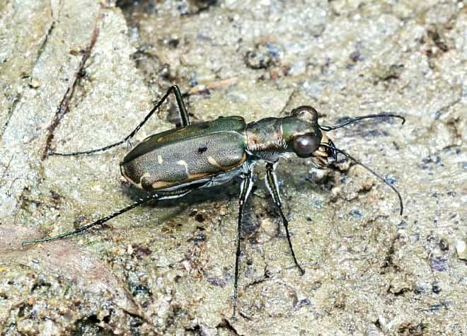 昆虫図鑑・コハンミョウ